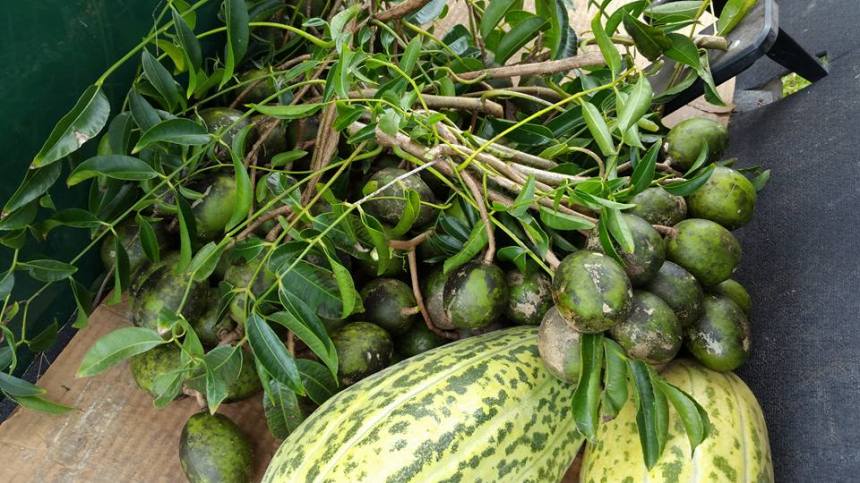 12143305_10154657641088521_2477088032062755867_n