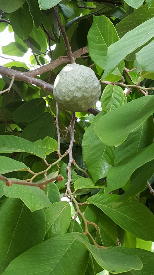 13697233_10155244023138521_8166553802231343777_n