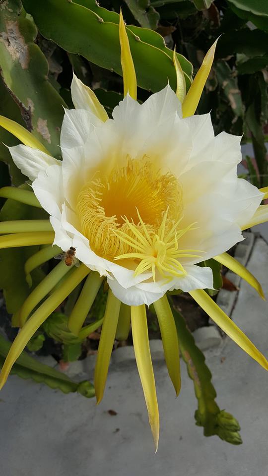 13726582_10155244023013521_7818277424810158130_n