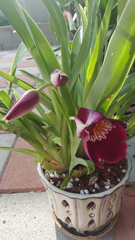 13726733_10155244022918521_5230088504504483046_n