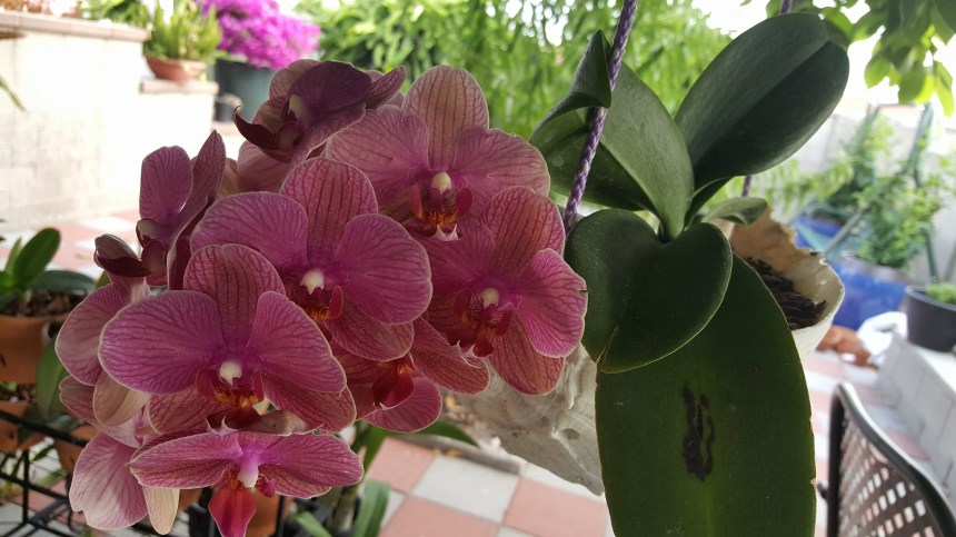 13735795_10155244023063521_143601309178648102_o