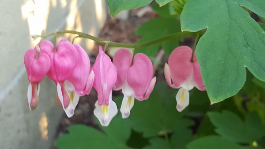 13765701_10155244023438521_932567969060136998_o