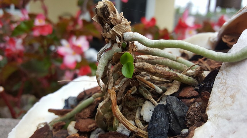 13767352_10155244023253521_8202909832506365302_o