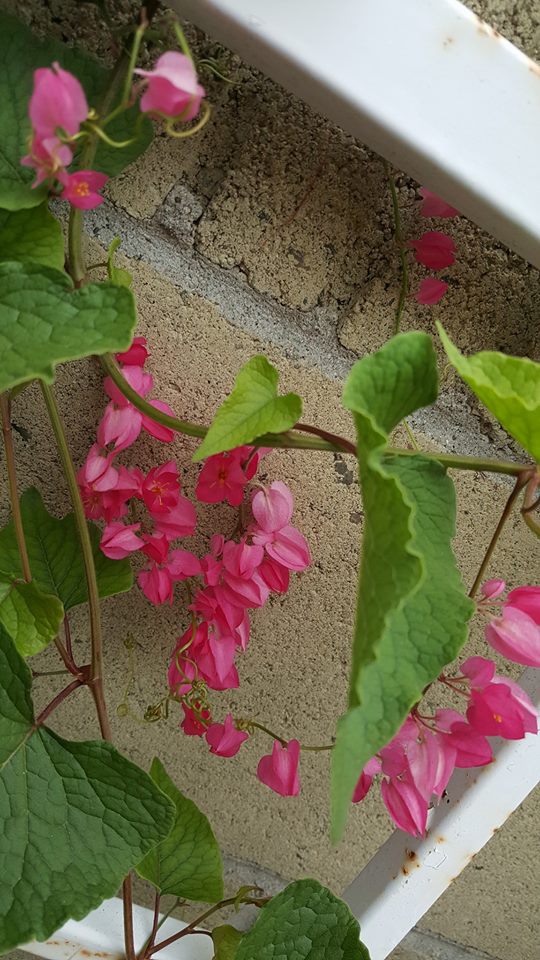 13775868_10155244023333521_4400170059578790020_n